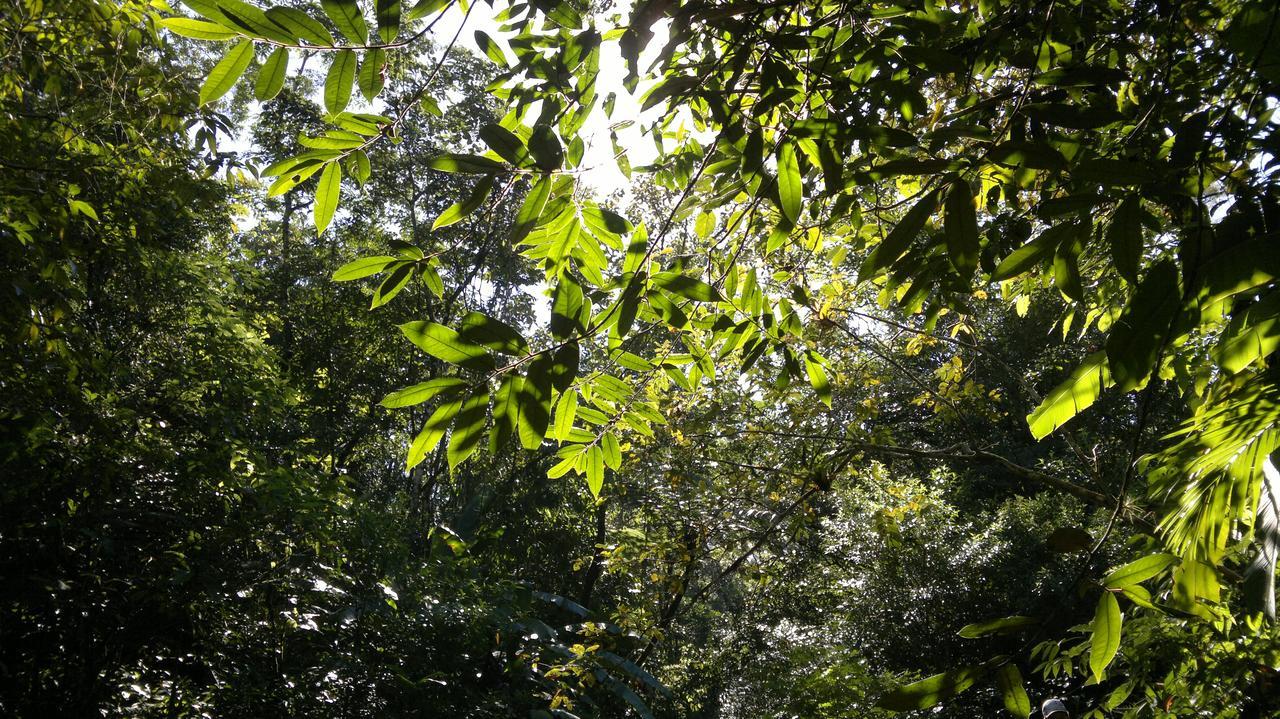 Junglez Eco Hostel Guarau Eksteriør bilde
